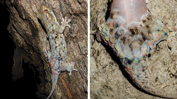 На Мадагаскаре живёт склизкий геккон, который сбрасывает кожу