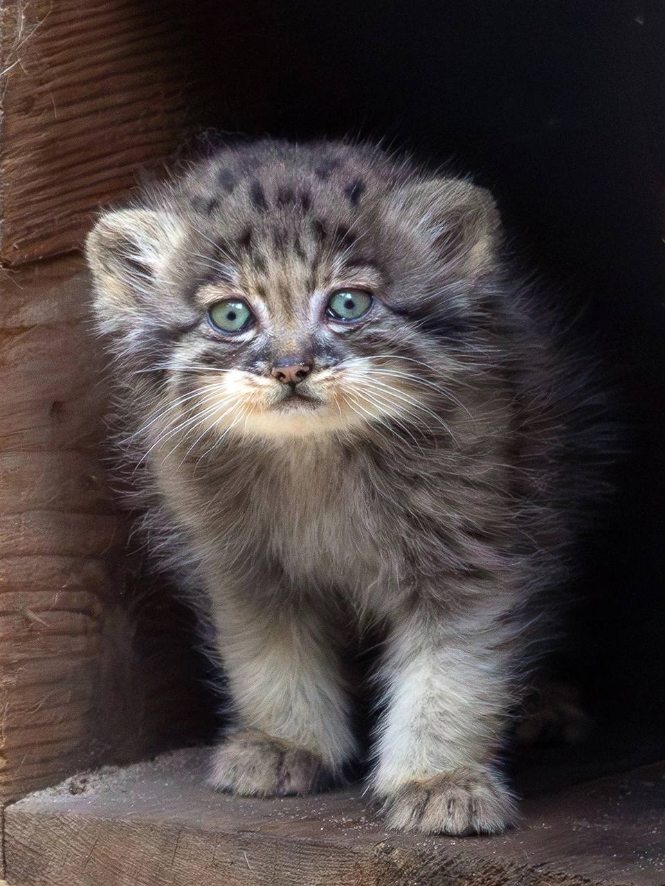 В Новосибирском зоопарке появились на свет 12 котята манула