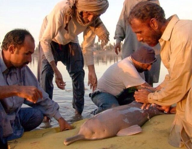 Сусук - слепой дельфин, который живёт в самой грязной реке
