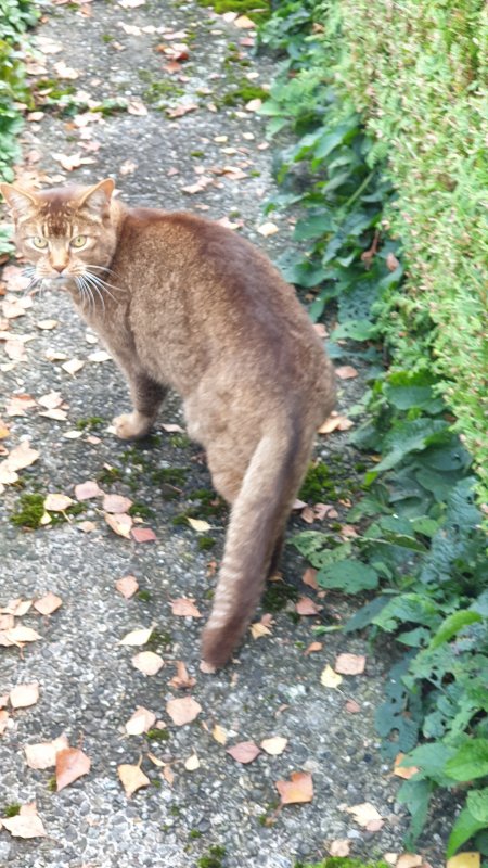 Я вот у нас в Швейцарии встретила такого кота..шубка тоже интересного цвета