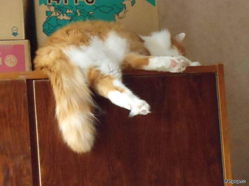 Похоже, лохматые рыжие коты все любят спать в неподходящих местах в странных позах! 
Это мой Рудик! 
Конику - долгой счастливой жизни!